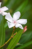 THE OLD BAKEHOUSE, SHERE, SURREY: CLOSE UP PLANT PORTRAIT OF WHITE FLOWER OF OLEANDER, DROUGHT, TOLERANT, DRY, GARDENING, SHRUB