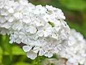 THE OLD BAKEHOUSE, SHERE, SURREY: CLOSE UP PLANT PORTRAIT OF WHITE FLOWER OF PHLOX, FLOWERS, PERENNIAL