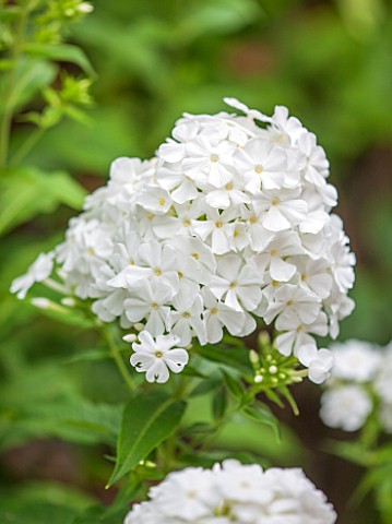 THE_OLD_BAKEHOUSE_SHERE_SURREY_CLOSE_UP_PLANT_PORTRAIT_OF_WHITE_FLOWER_OF_PHLOX_FLOWERS_PERENNIAL