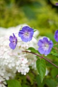 THE OLD BAKEHOUSE, SHERE, SURREY: CLOSE UP PLANT PORTRAIT OF BLUE FLOWERS OF GERANIUM ROZANNE, CRANESBILL, ALSO HYDRANGEA PANICULATA VANILLE FRAISE