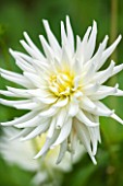 THE OLD BAKEHOUSE, SHERE, SURREY: CLOSE UP PLANT PORTRAIT OF THE WHITE FLOWER OF A DAHLIA