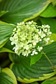 THE OLD BAKEHOUSE, SHERE, SURREY: CLOSE UP PLANT PORTRAIT OF GREEN, WHITE FLOWER OF HYDRANGEA PANICULATA LIMELIGHT. SHRUB, FLOWERS