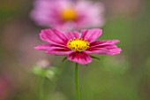 CLOSE UP PLANT PORTRAIT OF THE PINK FLOWER OF COSMOS BIPINNATUS ANTIQUITY. FLOWERS, PETAL, PETALS, FLOWERING, SEPTEMBER, ANNUAL
