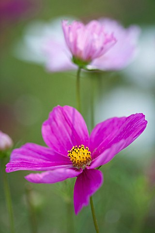 CLOSE_UP_PLANT_PORTRAIT_OF_THE_PINK_FLOWER_OF_COSMOS_BIPINNATUS__COSMIX_MIXED__FLOWERS_PETAL_PETALS_