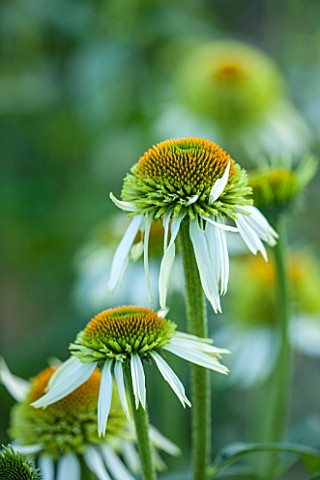 CLOSE_UP_PLANT_PORTRAIT_OF_THE_YELLOW_AND_GREEN_FLOWER_OF_ECHINACEA_PURPUREA_COCONUT_LIME_FLOWERS_FL