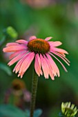 CLOSE UP PLANT PORTRAIT OF THE SALMON PINK FLOWER OF ECHINACEA SUMMER COCKTAIL. FLOWERS, FLOWERING, SEPTEMBER, PERENNIAL, CONEFLOWER