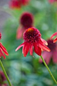 CLOSE UP PLANT PORTRAIT OF THE RED FLOWER OF ECHINACEA ECCENTRIC. FLOWERS, FLOWERING, SEPTEMBER, PERENNIAL, CONEFLOWER