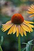 CLOSE UP PLANT PORTRAIT OF THE YELLOW FLOWER OF ECHINACEA BIG KAHUNA. FLOWERS, FLOWERING, SEPTEMBER, PERENNIAL, CONEFLOWER