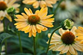 CLOSE UP PLANT PORTRAIT OF THE YELLOW FLOWER OF ECHINACEA ALOHA. FLOWERS, FLOWERING, SEPTEMBER, PERENNIAL, CONEFLOWER