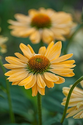 CLOSE_UP_PLANT_PORTRAIT_OF_THE_YELLOW_FLOWER_OF_ECHINACEA_ALOHA_FLOWERS_FLOWERING_SEPTEMBER_PERENNIA