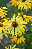 CLOSE UP PLANT PORTRAIT OF THE YELLOW FLOWER OF ECHINACEA SUMMER BREEZE. FLOWERS, FLOWERING, SEPTEMBER, PERENNIAL, CONEFLOWER