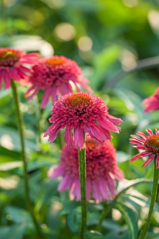 CLOSE_UP_PLANT_PORTRAIT_OF_THE_PINK_FLOWER_OF_ECHINACEA__DOUBLE_SCOOP_RASPBERRY___BALSCERAS__SOMBRER