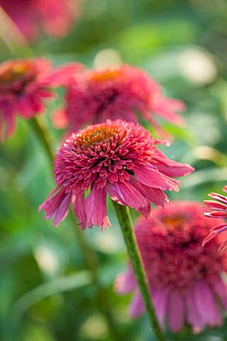 CLOSE_UP_PLANT_PORTRAIT_OF_THE_PINK_FLOWER_OF_ECHINACEA__DOUBLE_SCOOP_RASPBERRY___BALSCERAS__SOMBRER