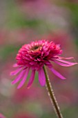 CLOSE UP PLANT PORTRAIT OF THE PINK FLOWER OF ECHINACEA GUAVA ICE. FLOWERS, FLOWERING, SEPTEMBER, PERENNIAL, CONEFLOWER