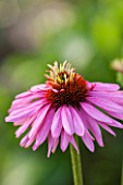 CLOSE UP PLANT PORTRAIT OF THE PINK FLOWER OF ECHINACEA PURPUREA PINK POODLE. FLOWERS, FLOWERING, SEPTEMBER, PERENNIAL, CONEFLOWER