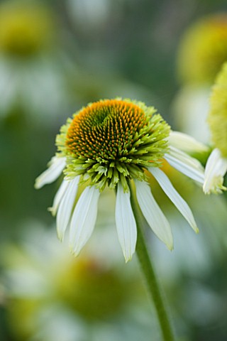 CLOSE_UP_PLANT_PORTRAIT_OF_THE_WHITE_AND_GREEN_FLOWER_OF_ECHINACEA_PURPUREA_COCONUT_LIME_FLOWERS_FLO