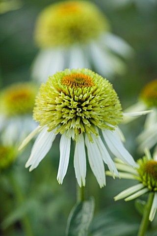 CLOSE_UP_PLANT_PORTRAIT_OF_THE_WHITE_AND_GREEN_FLOWER_OF_ECHINACEA_PURPUREA_COCONUT_LIME_FLOWERS_FLO
