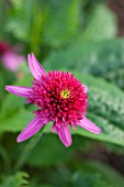 CLOSE UP PLANT PORTRAIT OF THE PINK FLOWER OF ECHINACEA CATHARINA RED. FLOWERS, FLOWERING, SEPTEMBER, PERENNIAL, CONEFLOWER