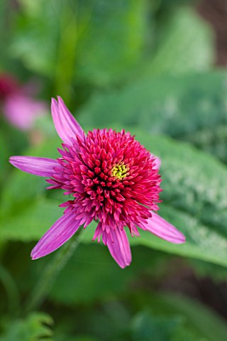 CLOSE_UP_PLANT_PORTRAIT_OF_THE_PINK_FLOWER_OF_ECHINACEA_CATHARINA_RED_FLOWERS_FLOWERING_SEPTEMBER_PE