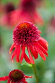 CLOSE UP PLANT PORTRAIT OF THE RED FLOWER OF ECHINACEA ECCENTRIC. FLOWERS, FLOWERING, SEPTEMBER, PERENNIAL, CONEFLOWER
