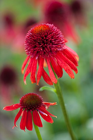 CLOSE_UP_PLANT_PORTRAIT_OF_THE_RED_FLOWER_OF_ECHINACEA_ECCENTRIC_FLOWERS_FLOWERING_SEPTEMBER_PERENNI
