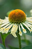 CLOSE UP PLANT PORTRAIT OF THE YELLOW FLOWER OF ECHINACEA YELLOW SPIDER. FLOWERS, FLOWERING, SEPTEMBER, PERENNIAL, CONEFLOWER