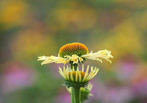 CLOSE_UP_PLANT_PORTRAIT_OF_THE_YELLOW_FLOWER_OF_ECHINACEA_YELLOW_SPIDER_FLOWERS_FLOWERING_SEPTEMBER_