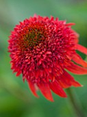 CLOSE UP PLANT PORTRAIT OF THE RED FLOWER OF ECHINACEA METEOR RED ( METEOR SERIES ) - PETAL, PETALS, SEPTEMBER, CONEFLOWER, FLOWERING