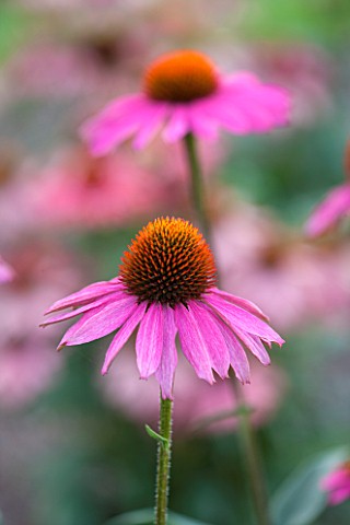 CLOSE_UP_PLANT_PORTRAIT_OF_THE_PINK_FLOWER_OF_ECHINACEA_PINK_SHIMMER__PETAL_PETALS_SEPTEMBER_CONEFLO