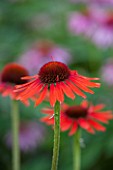 CLOSE UP PLANT PORTRAIT OF THE RED FLOWER OF ECHINACEA HOT LAVA - PETAL, PETALS, SEPTEMBER, CONEFLOWER, FLOWERING