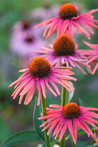 CLOSE_UP_PLANT_PORTRAIT_OF_THE_PINK_FLOWER_OF_ECHINACEA_MAMA_MIA__PETAL_PETALS_SEPTEMBER_CONEFLOWER_
