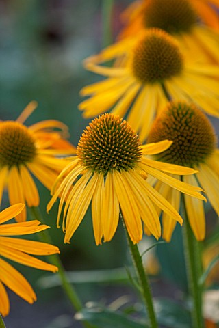 CLOSE_UP_PLANT_PORTRAIT_OF_THE_YELLOW_FLOWER_OF_ECHINACEA_NOW_CHEESIER__PETAL_PETALS_SEPTEMBER_CONEF