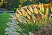 RHS GARDEN, WISLEY, SURREY: EVENING BACKLIGHTING ON CORTADERIA SELLOANA IN THE HERBACEOUS BORDER. SUNSET, ORNAMENTAL, GRASS, GRASSES, AUTUMN, LATE SUMMER, PAMPAS, ORNAMENTAL