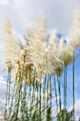 RHS GARDEN, WISLEY, SURREY: GRASSES MOVING IN THE WIND - SLOW EXPOSURE, SKY, MOVEMENT, TALL, SPIKES, SPIKEY, BLOWING, SUMMER, LATE SUMMER