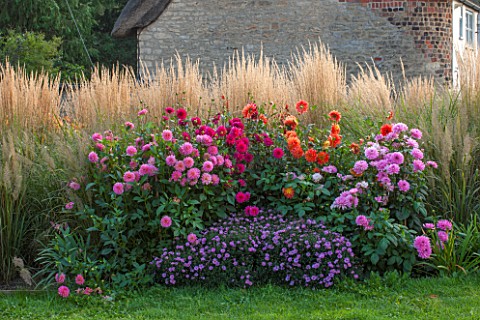 ASTON_POTTERY_OXFORDSHIRE_PATH_WITH_DAHLIA_BORDERS_ASTER_NOVIBELGII_LADY_IN_BLUE__ASTER_X_FRIKARTII_