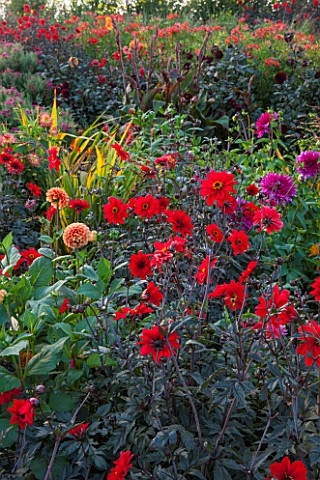 ASTON_POTTERY_OXFORDSHIRE_BANK_SLOPE_DAHLIA_BISHOP_OF_LLANDAFF_HOT_COLOURS_LATE_SUMMER_BORDERS_RED_O