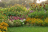 ASTON POTTERY, OXFORDSHIRE: BORDER, ANNUALS, TITHONIA ROTUNDIFOLIA YELLOW TORCH , COSMOS, CLEOME MAUVE QUEEN, HELIANTHUS, SUNFLOWERS