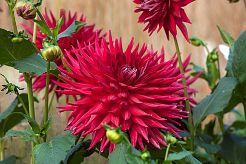 ASTON_POTTERY_OXFORDSHIRE_CLOSE_UP_PLANT_PORTRAIT_OF_THE_RED_FLOWERS_OF_DAHLIA_BANKER_SUMMER_PERENNI