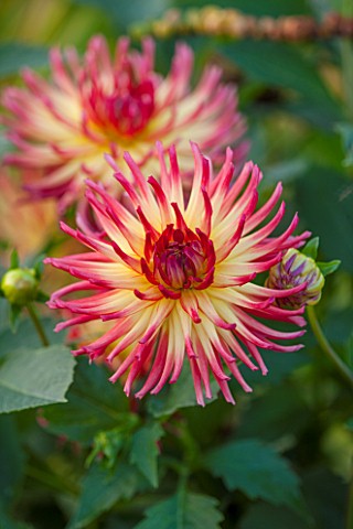 ASTON_POTTERY_OXFORDSHIRE_CLOSE_UP_PLANT_PORTRAIT_OF_THE_PINK_RED_CREAM_YELLOW_FLOWER_OF_DAHLIA_WEST