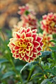 ASTON POTTERY, OXFORDSHIRE: CLOSE UP PLANT PORTRAIT OF THE ORANGE, YELLOW FLOWER OF DAHLIA BALLEGOS GLORY, SUMMER, PERENNIALS, FLOWERING, BICOLOURED