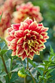ASTON POTTERY, OXFORDSHIRE: CLOSE UP PLANT PORTRAIT OF THE ORANGE, YELLOW FLOWER OF DAHLIA BALLEGOS GLORY, SUMMER, PERENNIALS, FLOWERING, BICOLOURED