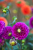 ASTON POTTERY, OXFORDSHIRE: CLOSE UP PLANT PORTRAIT OF THE PINK, BLUE, PURPLE FLOWER OF DAHLIA RISCA MINOR, SUMMER, PERENNIALS, FLOWERING