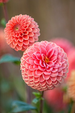 ASTON_POTTERY_OXFORDSHIRE_CLOSE_UP_PLANT_PORTRAIT_OF_THE_ORANGE_FLOWER_OF_DAHLIA_BARBERRY_BALL_SUMME