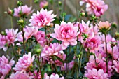 ASTON POTTERY, OXFORDSHIRE: THE PINK FLOWERS OF DAHLIA CORYDON WATERLILY . SUMMER, PERENNIALS, FLOWERING