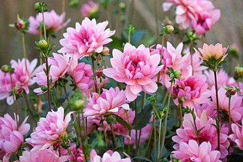 ASTON_POTTERY_OXFORDSHIRE_THE_PINK_FLOWERS_OF_DAHLIA_CORYDON_WATERLILY__SUMMER_PERENNIALS_FLOWERING