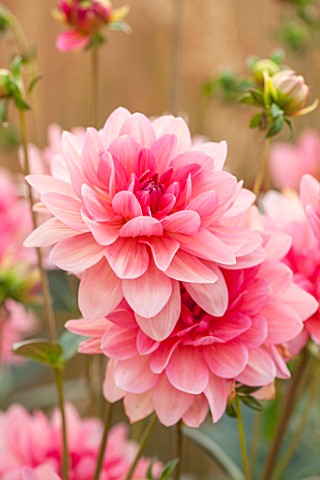 ASTON_POTTERY_OXFORDSHIRE_CLOSE_UP_PLANT_PORTRAIT_OF_THE_PINK_FLOWERS_OF_DAHLIA_CORYDON_WATERLILY_SU