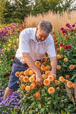 ASTON_POTTERY_OXFORDSHIRE_OWNER_STEPHEN_BAUGHAN_CUTTING_DAHLIA_FLOWERS_IN_HIS_GARDEN