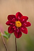 ASTON POTTERY, OXFORDSHIRE: CLOSE UP PLANT PORTRAIT OF THE PINK, RED, YELLOW FLOWER OF DAHLIA INGLEBROOK JILL. SUMMER, PERENNIALS, FLOWERING, PETALS