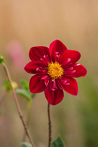 ASTON_POTTERY_OXFORDSHIRE_CLOSE_UP_PLANT_PORTRAIT_OF_THE_PINK_RED_YELLOW_FLOWER_OF_DAHLIA_INGLEBROOK