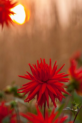 ASTON_POTTERY_OXFORDSHIRE_CLOSE_UP_PLANT_PORTRAIT_OF_THE_RED_FLOWER_OF_DAHLIA_BANKER_SUMMER_PERENNIA